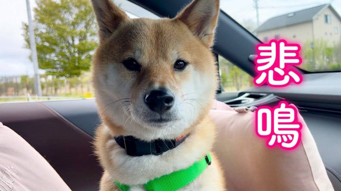 病院から姉柴の叫び声が響き渡り心配そうな柴犬