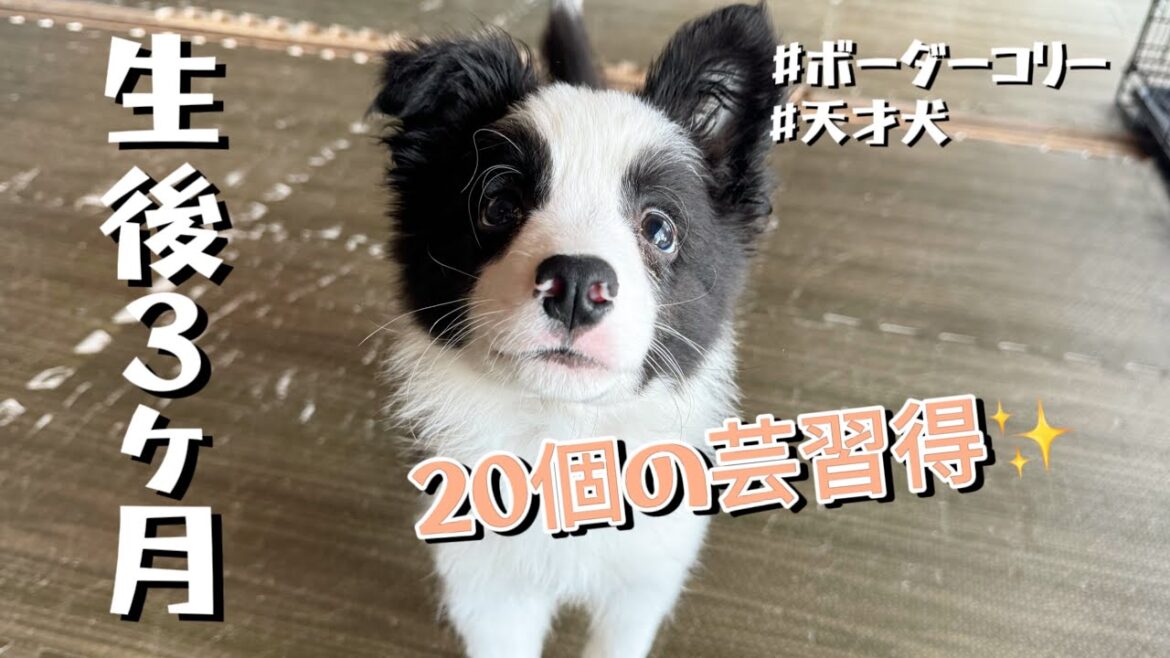 生後3ヶ月に突入したボーダーコリーの子犬が覚えた20個の技がこちら✨