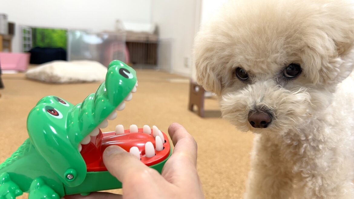 初めてワニのおもちゃで遊んだ時の愛犬の反応が…【トイプードル】 初めてワニのおもちゃで遊んだ時の愛犬の反応が…【トイプードル】