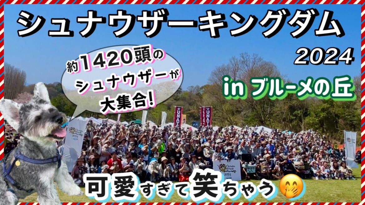 【シュナウザーキングダム 2024】思わず笑っちゃう!可愛いミニチュアシュナウザーの魅力がいっぱいの癒し動画☆ in ブルーメの丘【イベント】 【シュナウザーキングダム 2024】思わず笑っちゃう!可愛いミニチュアシュナウザーの魅力がいっぱいの癒し動画☆ in ブルーメの丘【イベント】