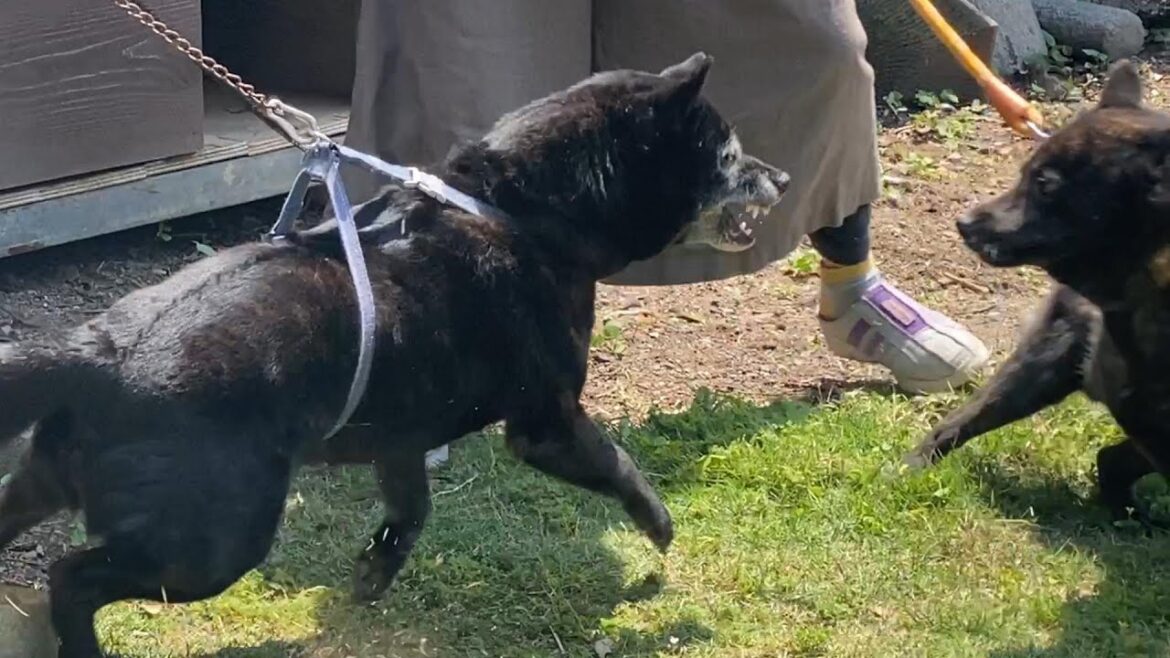 ガチギレ！お見合いでキレまくり/甲斐犬