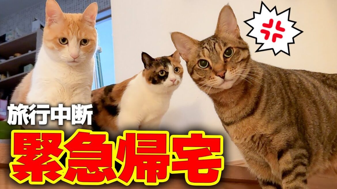 飼い主の旅行中に猫たちにトラブルが発生して緊急帰宅しました。