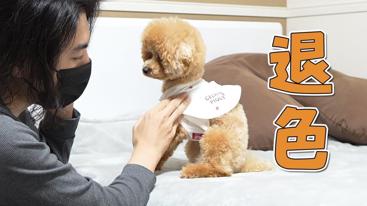 トリミングに行くたびにどんどん色が変わるトイプードル