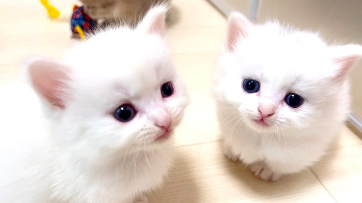 【マンチカンの子猫】子猫達が鳴きまくると逆に癒される件 ~猫のいる生活Vol.894~出産動画 マンチカン短足・ミヌエット・ペルシャ猫専門ブリーダー『ペット蔵人』【子猫の成長記録】 【マンチカンの子猫】子猫達が鳴きまくると逆に癒される件 ~猫のいる生活Vol.894~出産動画 マンチカン短足・ミヌエット・ペルシャ猫専門ブリーダー『ペット蔵人』【子猫の成長記録】