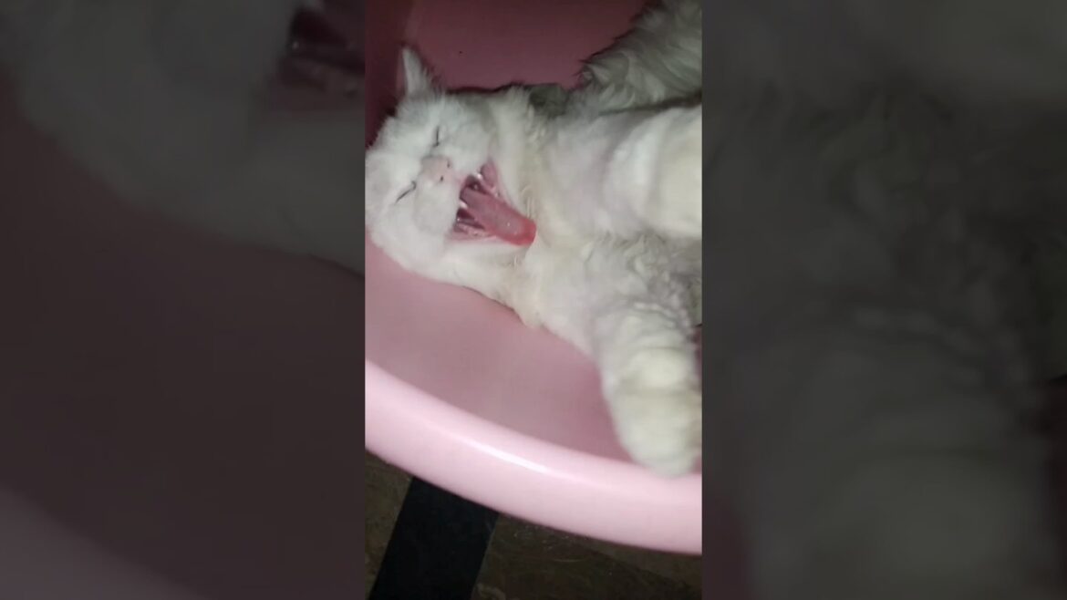 isky Kam dekhy Jo Marzi #viral #funnyvideo #kittenvideos #cat