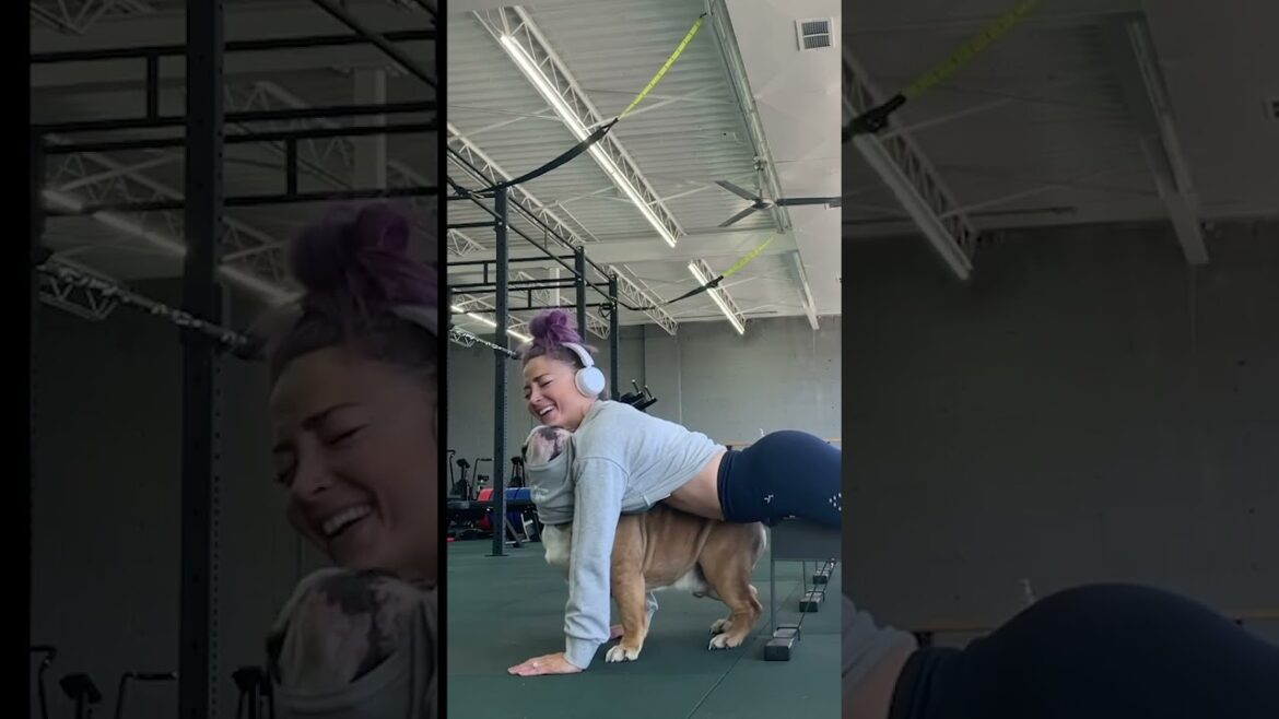Adorable Bulldog Helps Parent Workout At Gym Adorable Bulldog Helps Parent Workout At Gym