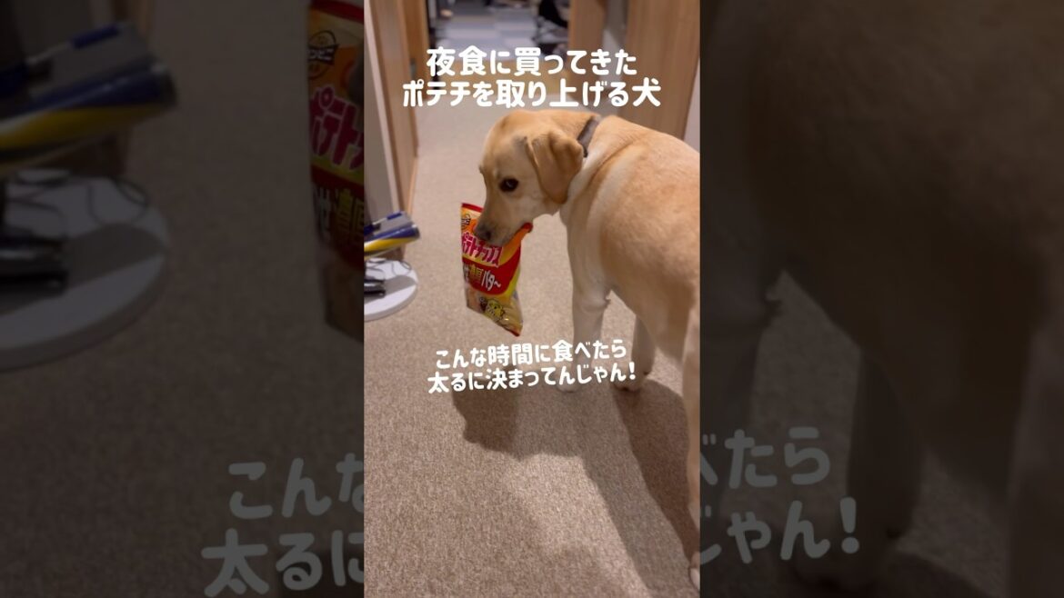夜食に買ってきたポテトチップスを取り上げる犬★#shorts #labradorretriever #ラブラドールレトリバー #dog #可愛い #癒し #イタズラ #大型犬