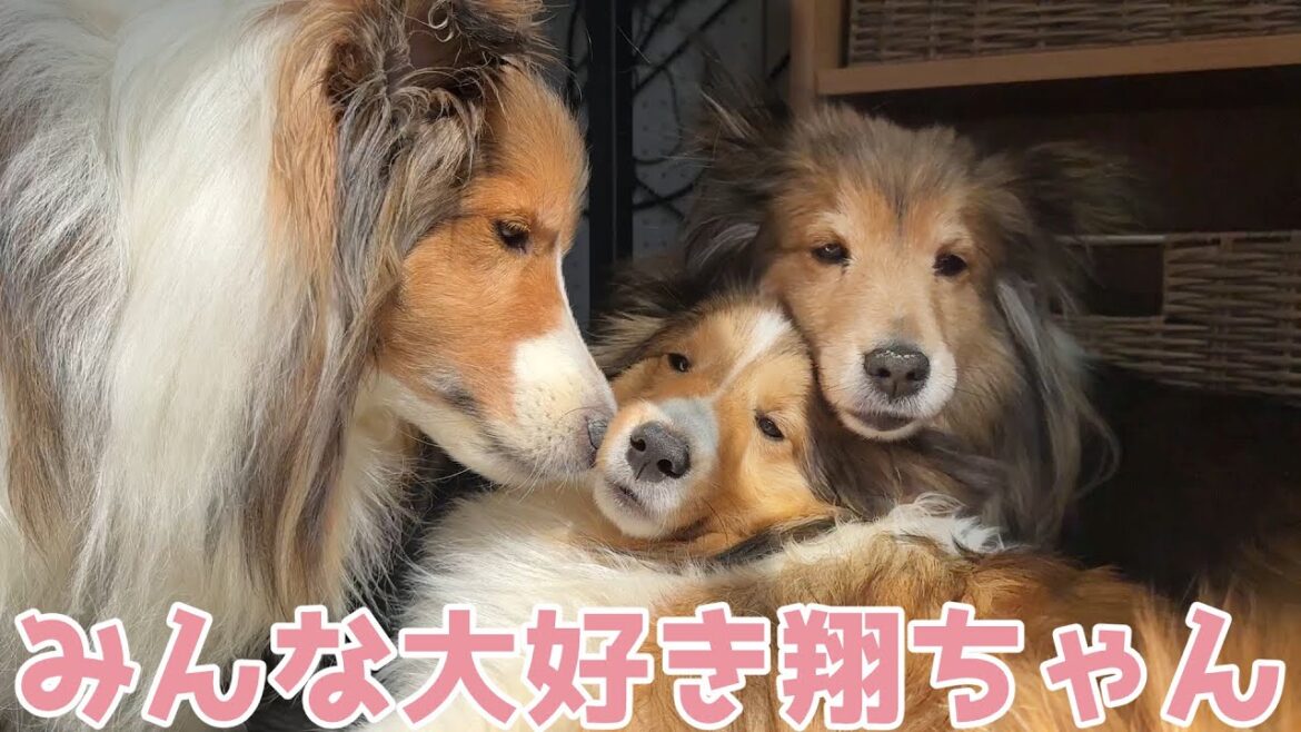 【シェルティ】みんな大好き翔ちゃん💕【仲良し】