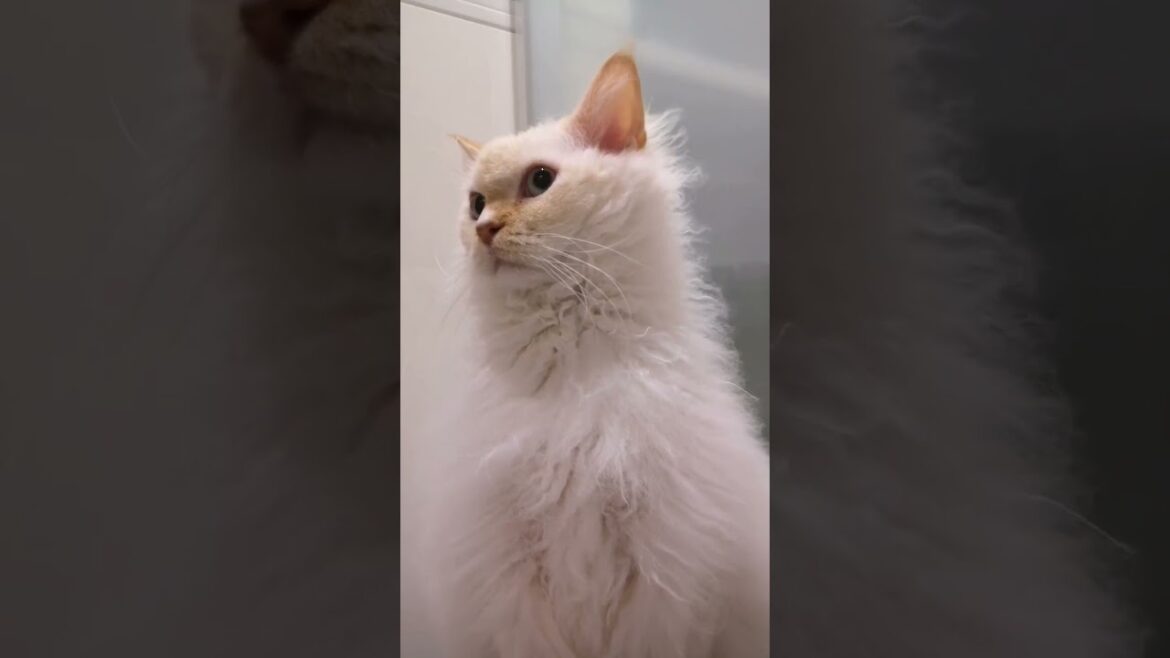ファルコン似のラパーマ #shorts #cat #pets #猫 @tonosamacats1405