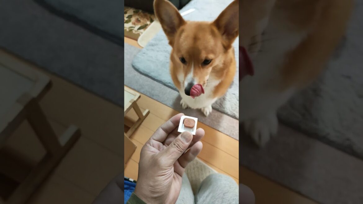 おやつやない！ノミ・ダニの薬や！ #コーギー