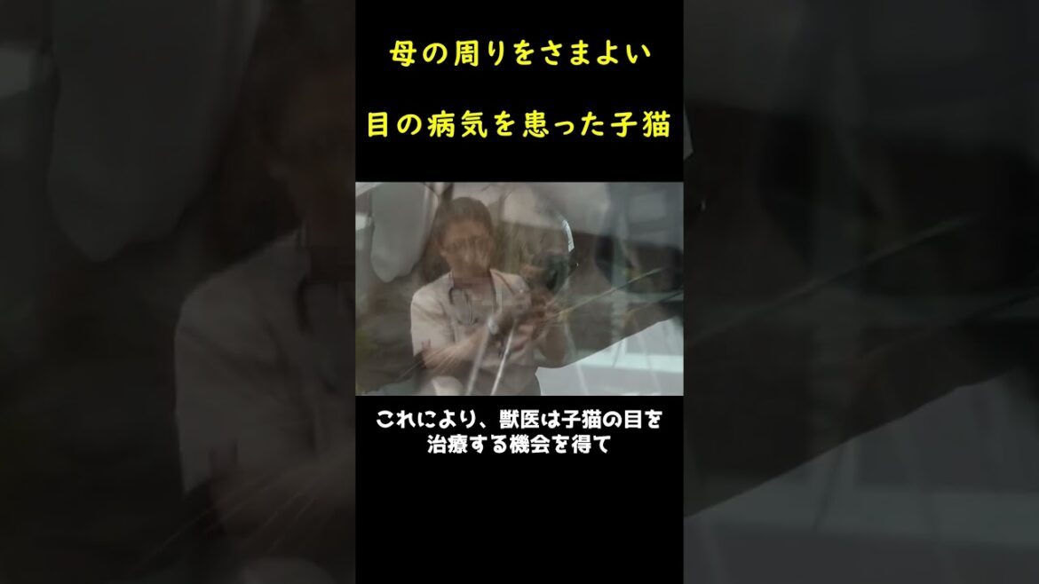 見えない目で母親を探し求めた子猫