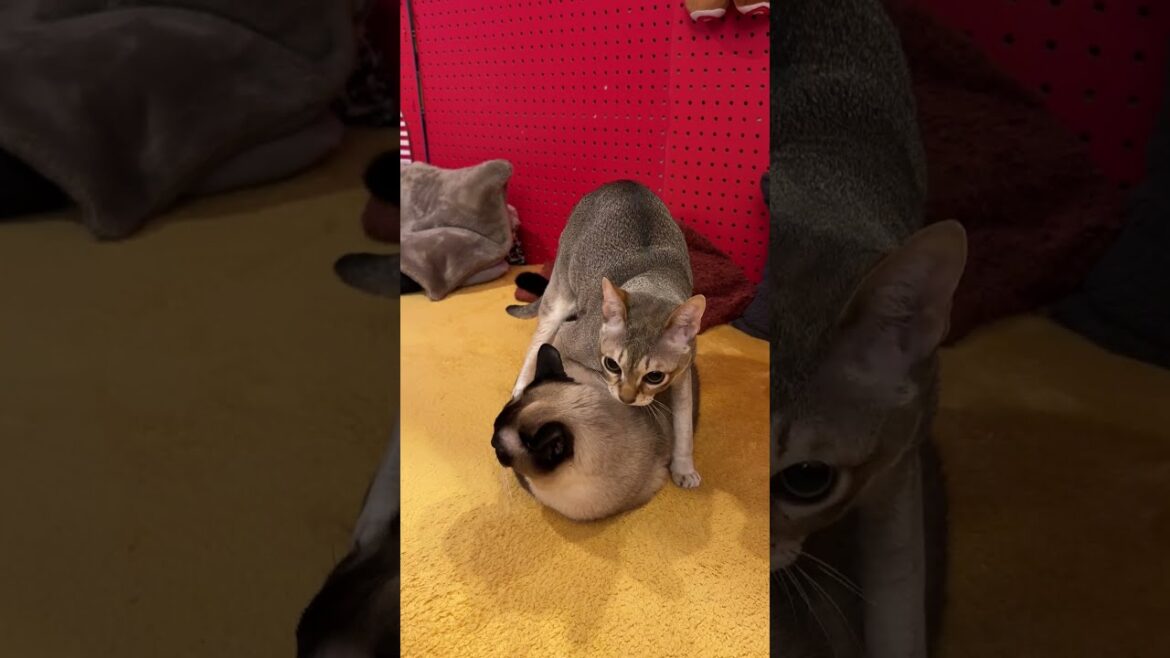 大好きなたぬき猫におもむろに巻きつくシンガプーラなのにゃ♪#cat #シンガプーラ #トンキニーズ#たぬき猫