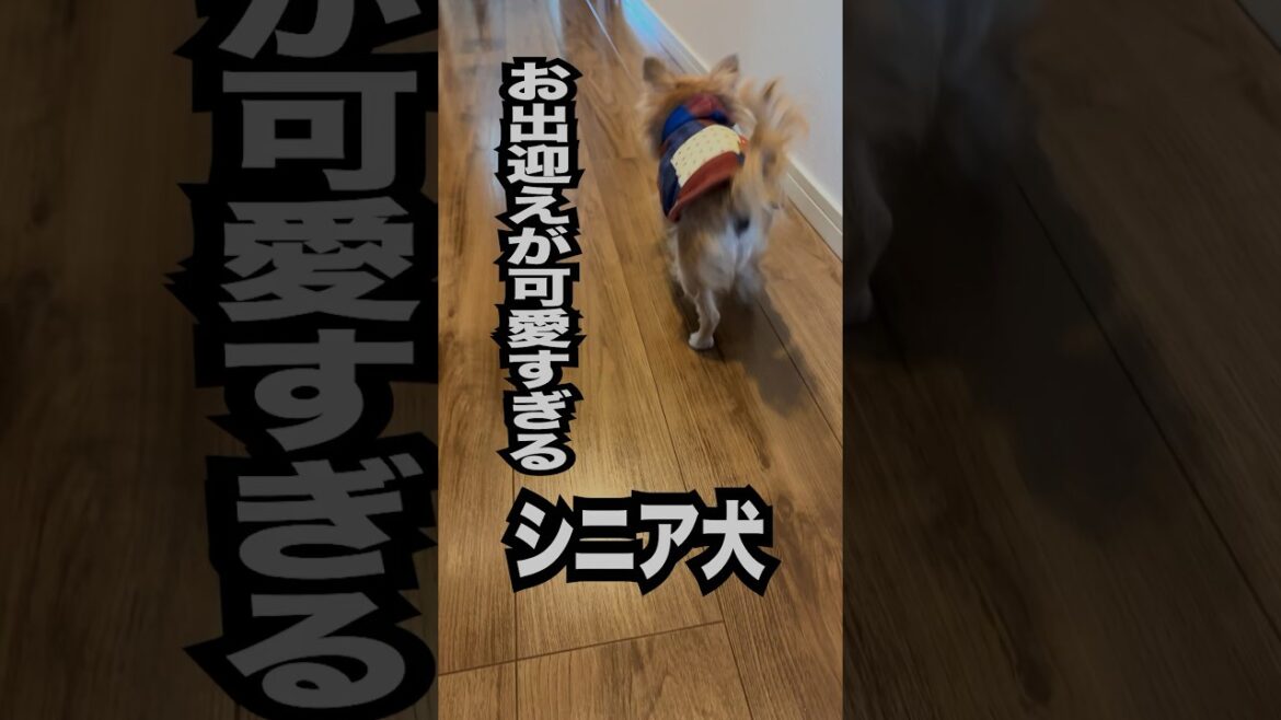 【16歳シニア犬毎日ママのお出迎え】 【16歳シニア犬毎日ママのお出迎え】