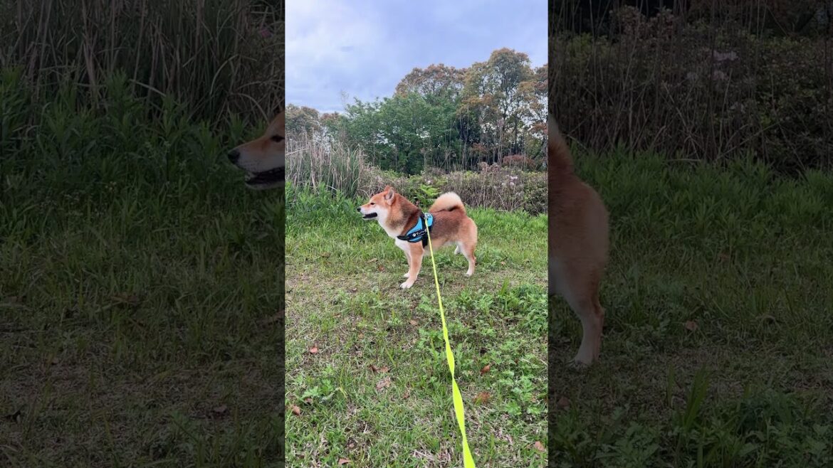 得意のキックキックを微妙にスカる柴犬てぃーだ　 #柴犬てぃーだ #shiba