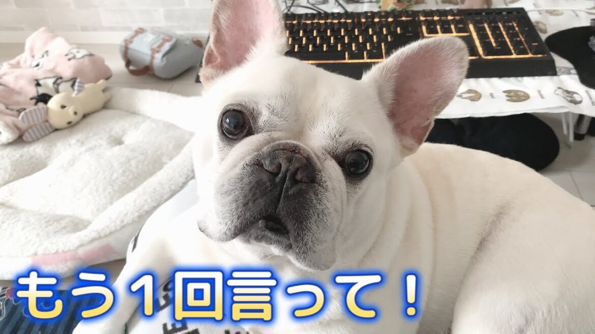 ぽーちゃんが少しだけテンションが上がる言葉とは【フレンチブルドッグ frenchbulldog】 ぽーちゃんが少しだけテンションが上がる言葉とは【フレンチブルドッグ frenchbulldog】