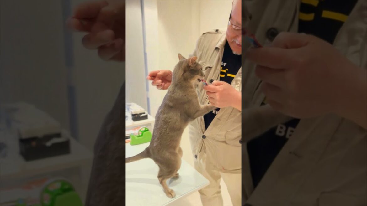 そろそろ叔父さん回part2 #アビシニアン #cat #Abyssinian そろそろ叔父さん回part2 #アビシニアン #cat #Abyssinian