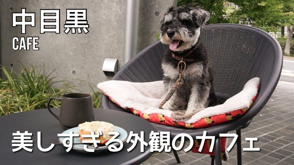 【中目黒カフェ】まるで美術館のような素敵カフェ☕️ミニチュアシュナウザーとの日常 【中目黒カフェ】まるで美術館のような素敵カフェ☕️ミニチュアシュナウザーとの日常