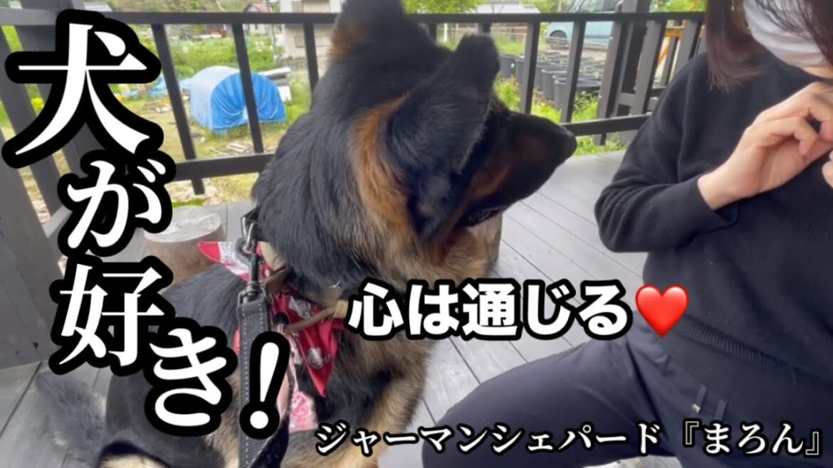 【ジャーマンシェパード】犬好きな方には、すぐに心許しちゃいます❤️犬が好きって気持ちは、わんこにすぐに伝わりますね☺️声をかけてくださってありがとうございます♪