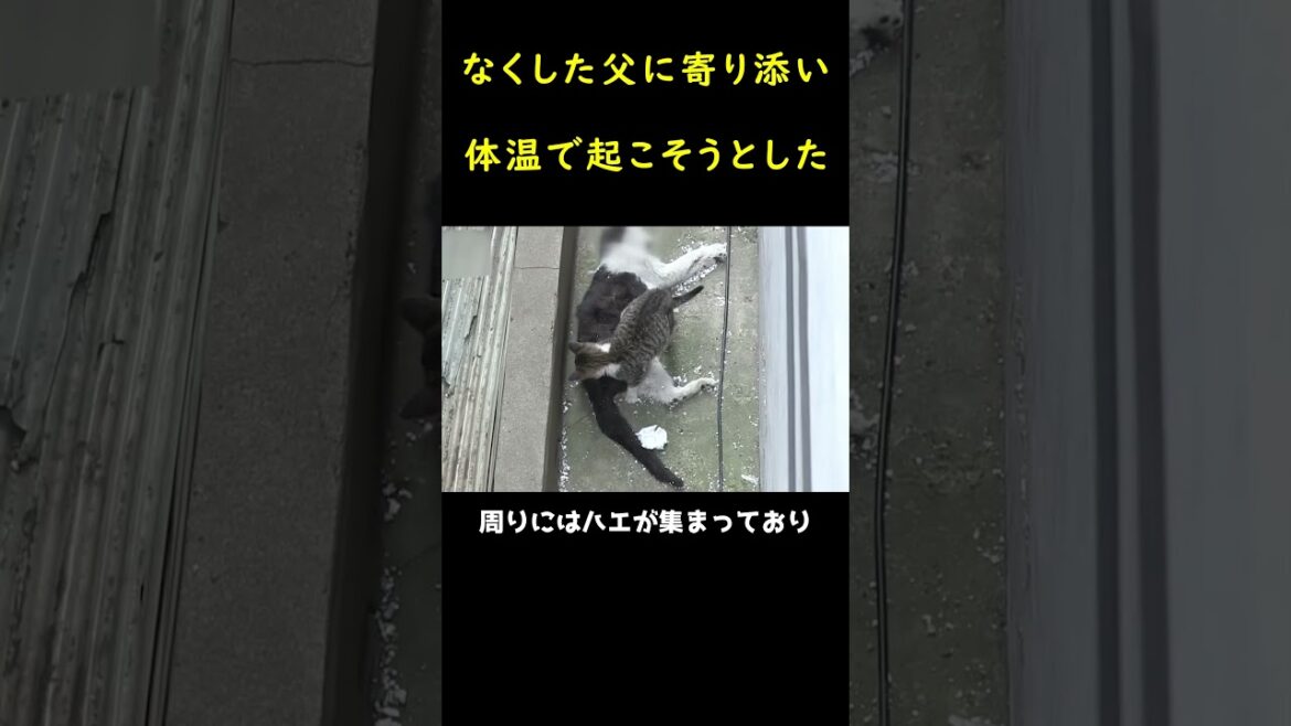 血の繋がりのない猫家族！