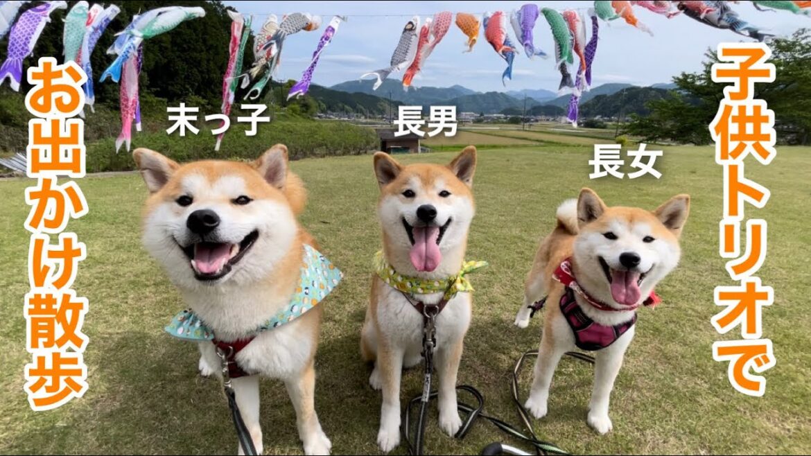 柴犬子供トリオでお出かけしたら笑顔垂れ流しでえした！
