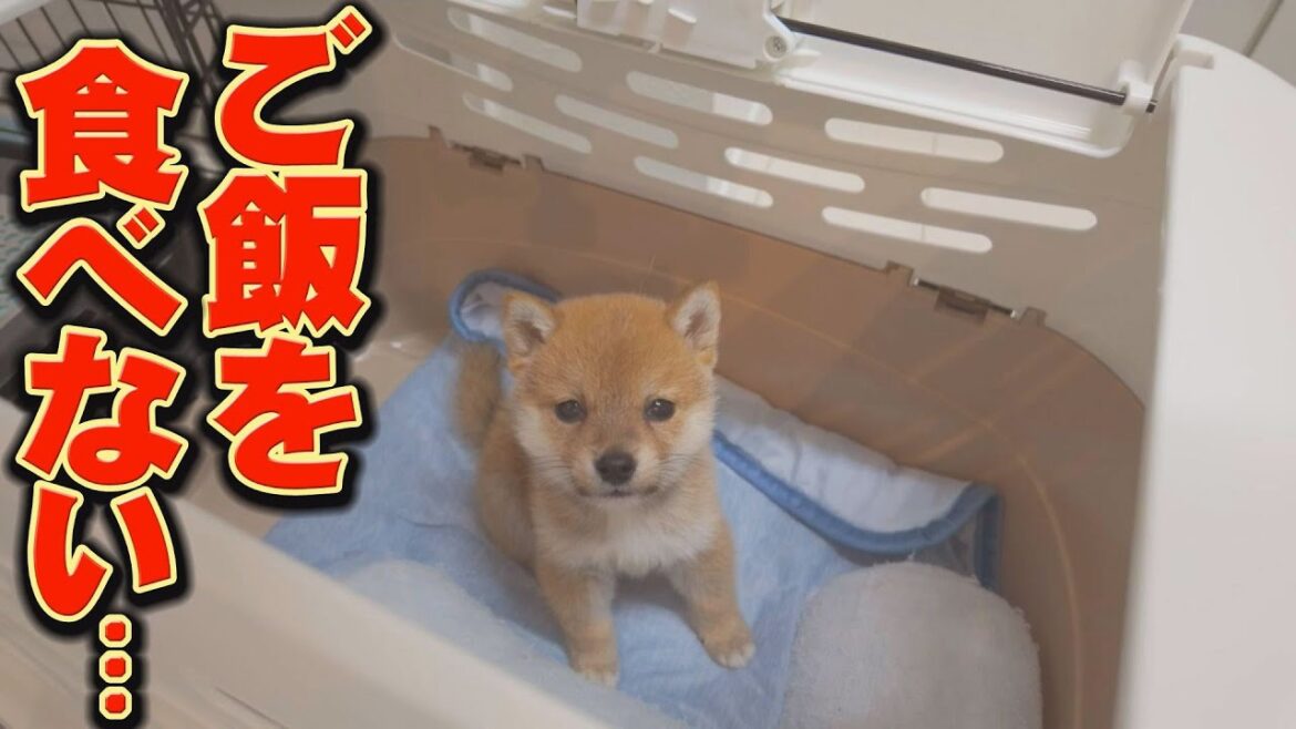 募る不安・・・栄養失調の子犬の食欲が低下しました・・・ 募る不安・・・栄養失調の子犬の食欲が低下しました・・・