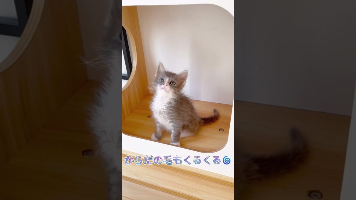 【可愛いハチワレ】ラパーマちゃん♥️ 【お問合せ詳細は説明欄に記載あります】 #ラパーマ #ブリーダー直販 #マンチカン #子猫 #猫 #ミヌエット #猫のいる暮らし #子猫販売 #猫動画
