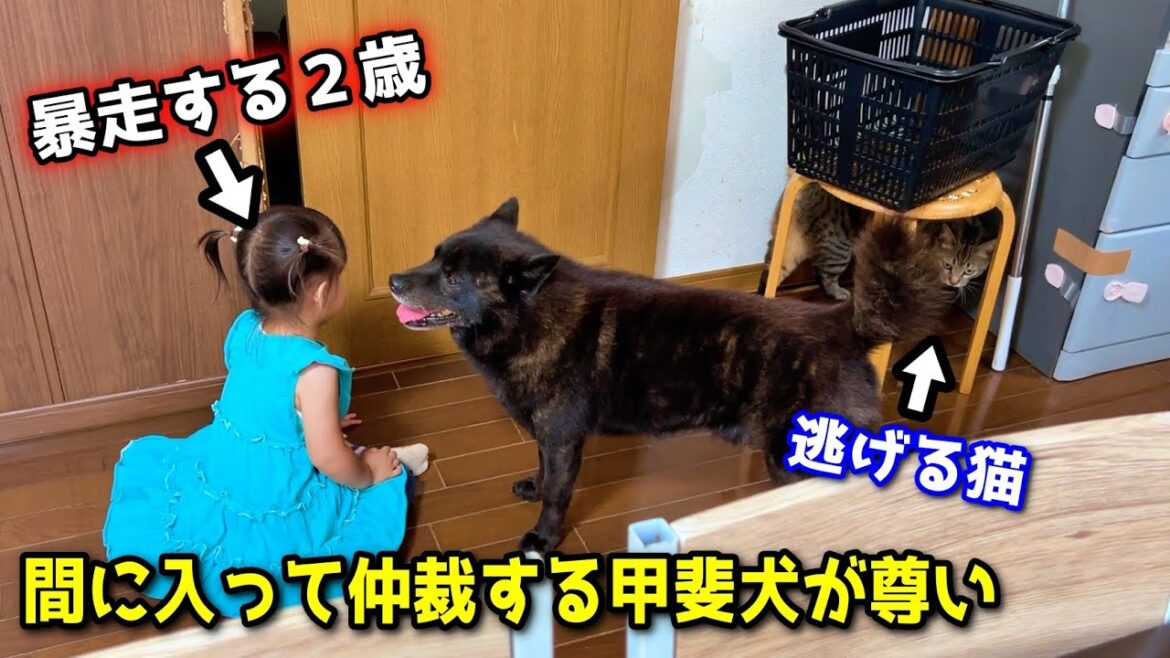 【ホッコリ】一生懸命家族の仲裁をする甲斐犬一休が尊い