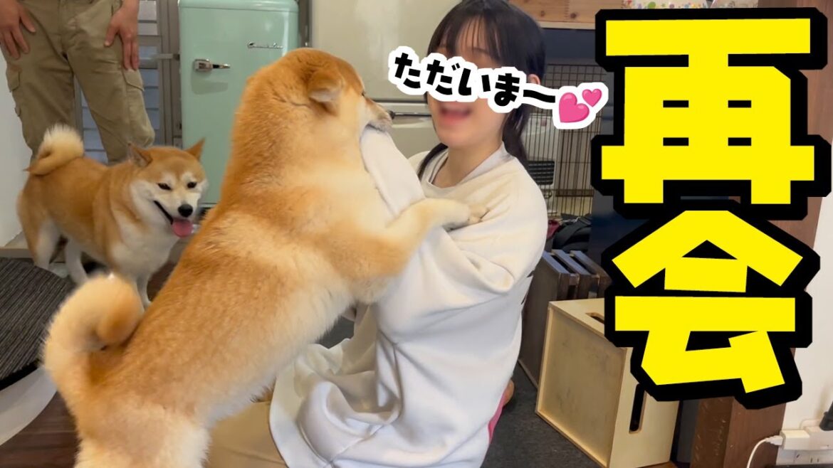 娘の里帰りで大喜びの柴犬姉妹と娘に怒られてしょんぼりするパパ
