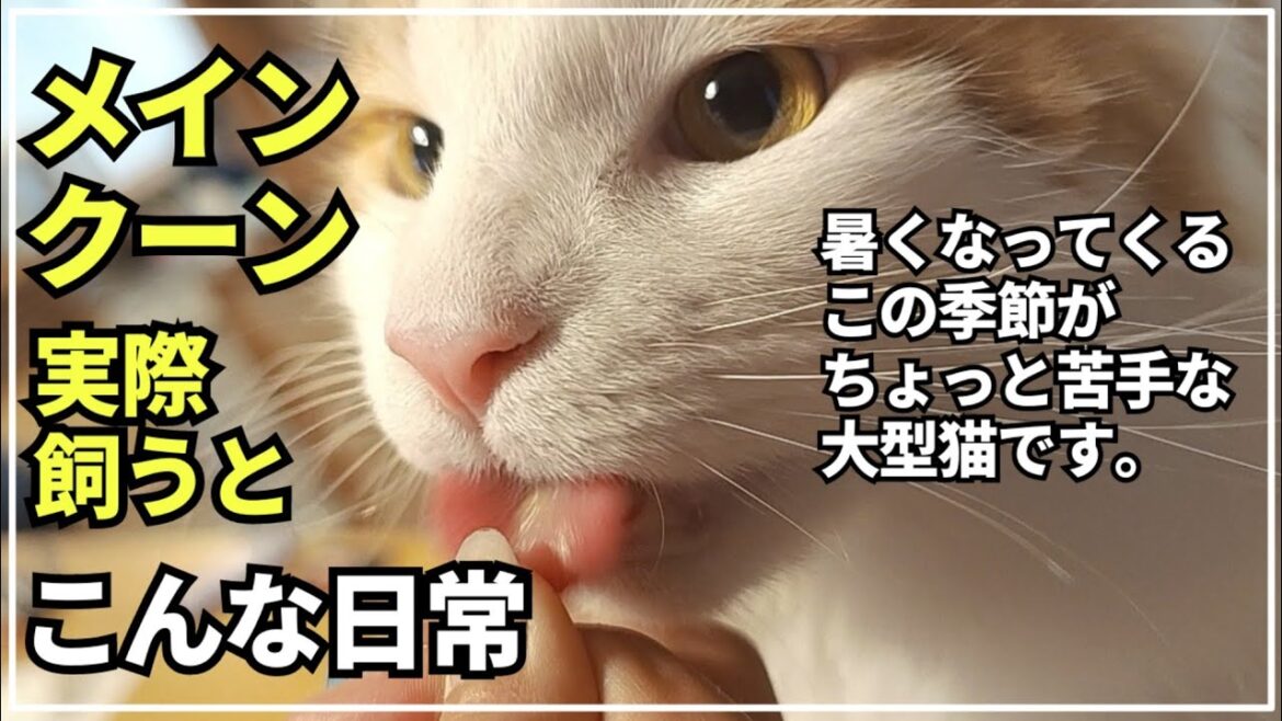 長毛猫にとって苦手な季節はアレがよく発生します【大型猫メインクーン】