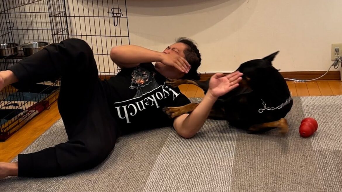 【閲覧注意】ドーベルマンの攻撃が直で当たる 【閲覧注意】ドーベルマンの攻撃が直で当たる