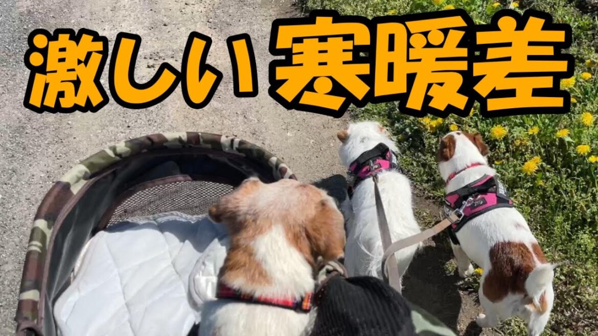 【17歳ハイシニア犬】季節の変わり目、激しい寒暖差で怠そう