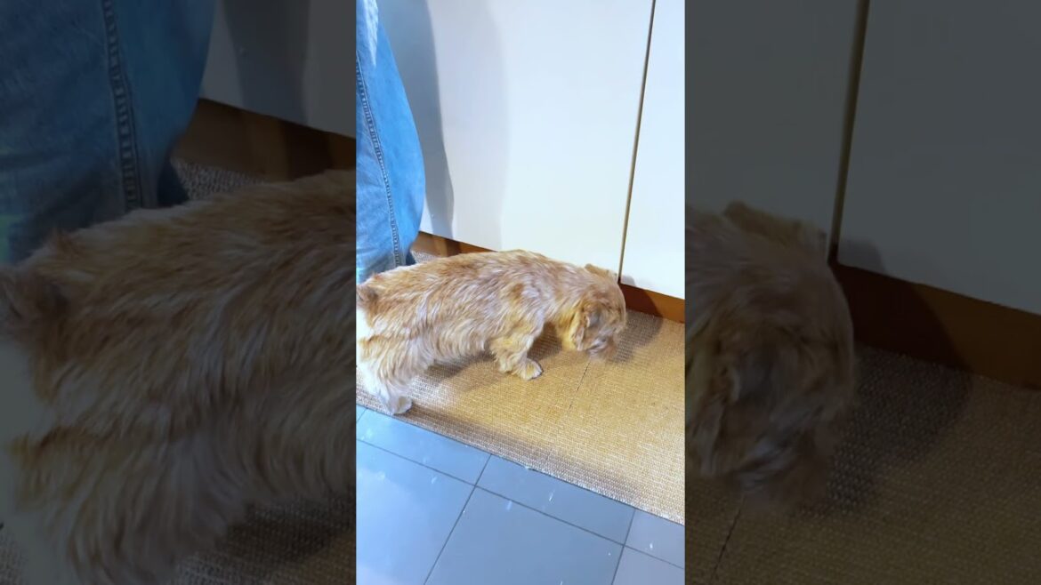 【キャベツらぶ】#shorts #kichi #dog #norfolkterrier #cutedog #terrier #吉 #ノーフォークテリア #愛犬キチ
