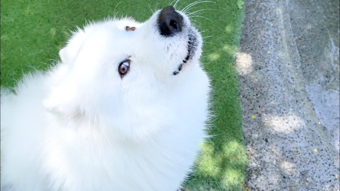 ドッグランで不平不満があるとわざわざ毎回報告にくる犬