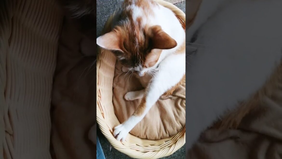 【ねこ動画】きなこのまったりひなたぼっこ🌞 #shorts #猫 #CAT