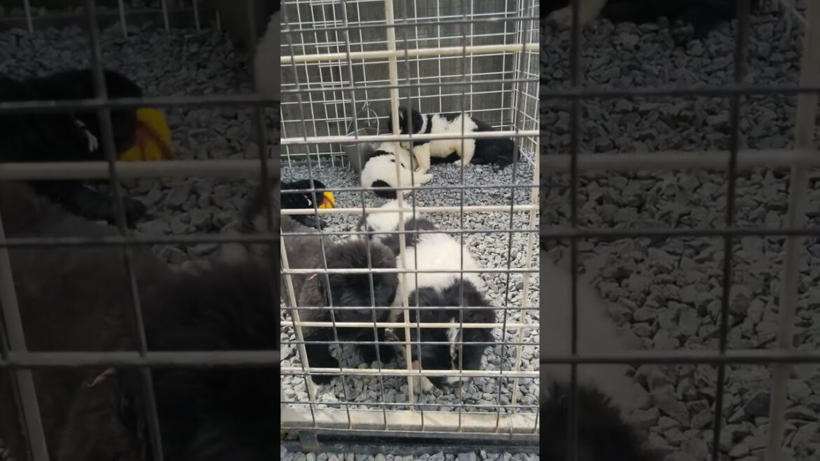 ３月１２日生まれニューファンドランド