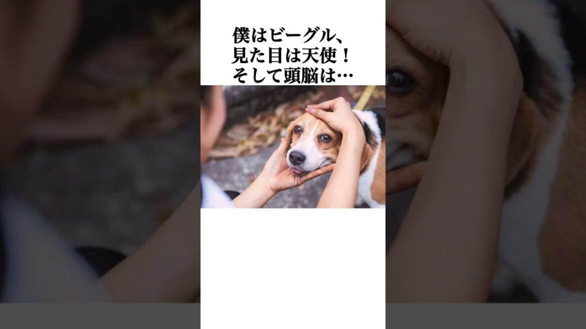 ビーグルが見た目に反して可愛すぎて愛おしい　#ビーグル #犬 #ペット #雑学