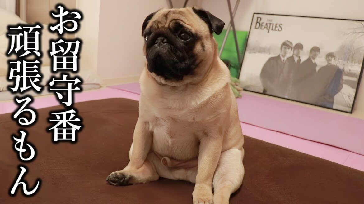 【生配信】昼食にロッテリアの新作バーガー買ってくるから見守っててください 【生配信】昼食にロッテリアの新作バーガー買ってくるから見守っててください