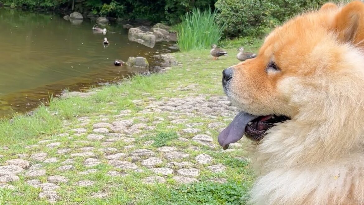 かわいいカモちゃん達よりも周囲の探索が最優先なチャウチャウ犬