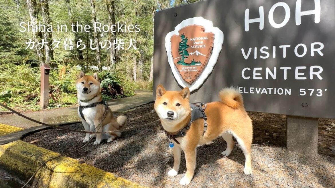 柴犬を連れてオリンピック半島最大の見どころの神秘的なレインフォレストへ【4K】オリンピック国立公園・アメリカ