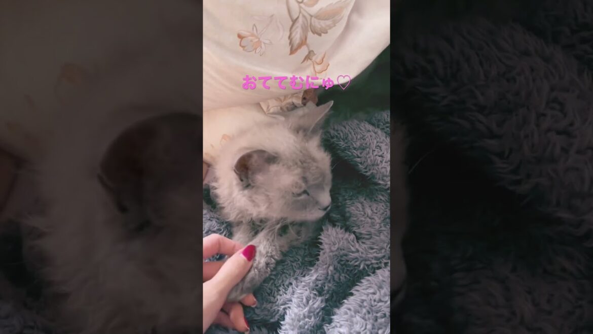 おねんねあくしゅ🍀#ラパーマ #猫 #ブリーダー直販
