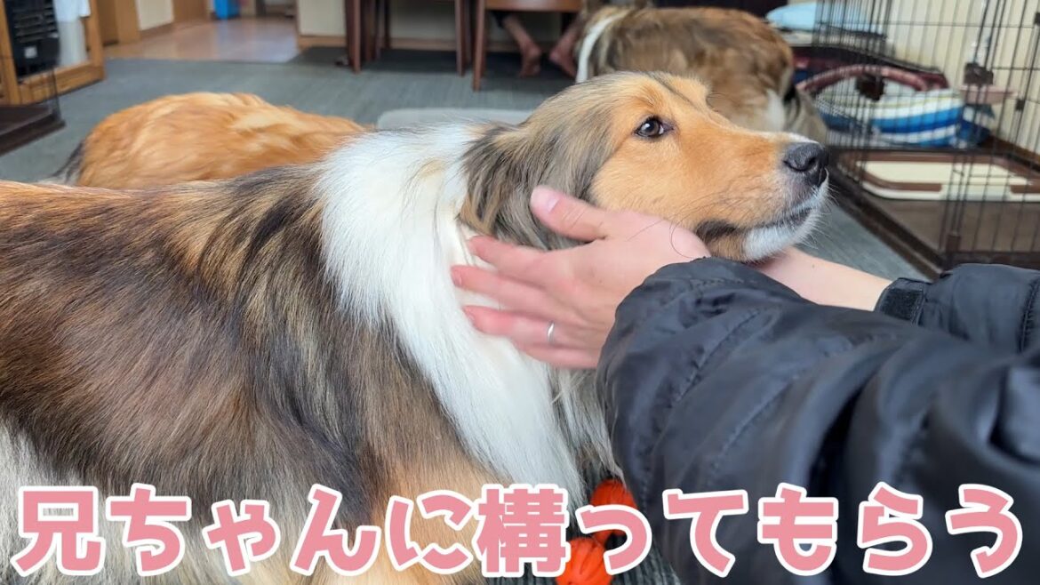 【シェルティ】兄ちゃんに構って貰おう🐾【楽しいね】 【シェルティ】兄ちゃんに構って貰おう🐾【楽しいね】