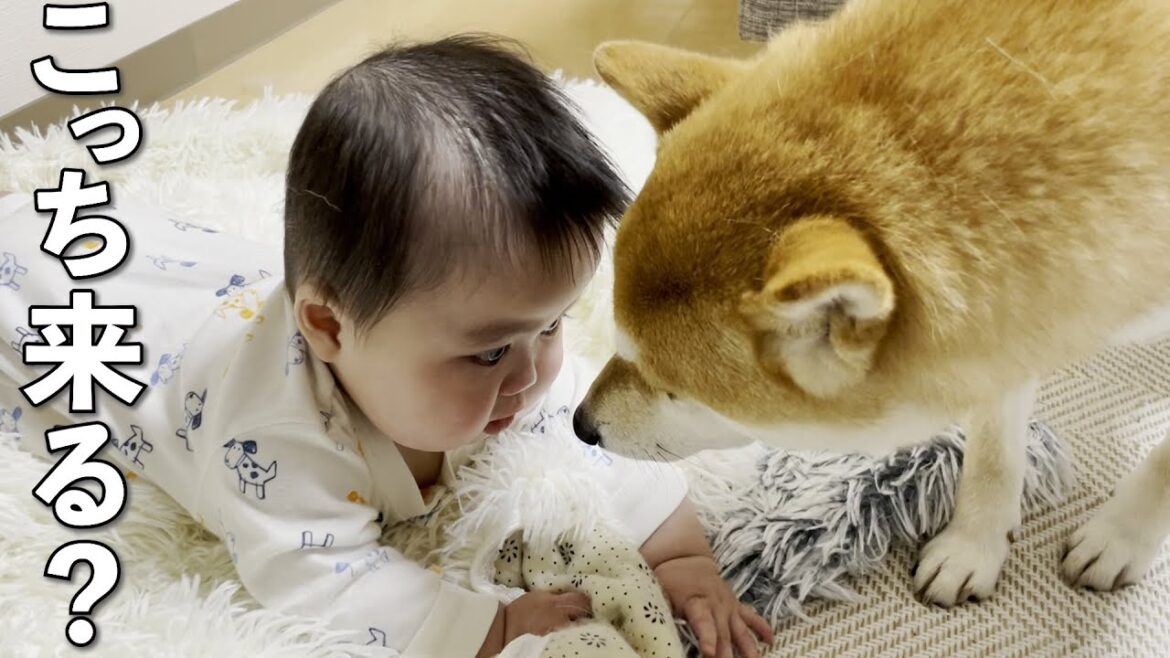うまく動けずもどかしさを感じてる赤ちゃんを優しく見守る柴犬