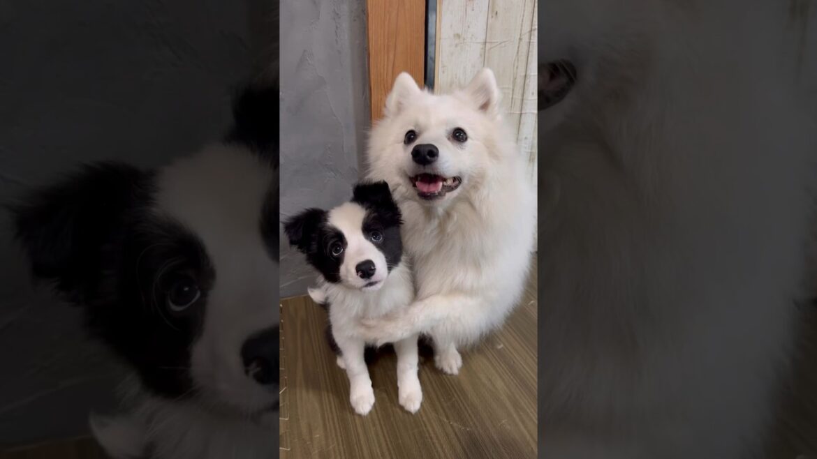 可愛すぎるふたりのハグ💕　#子犬 #日本スピッツ #ボーダーコリー