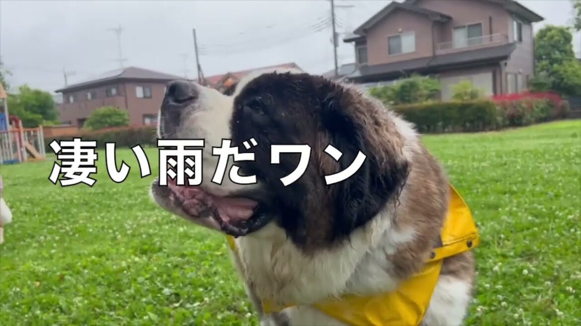 セントバーナード雨の日のお散歩から帰宅後の様子。手足を綺麗に拭くよ。