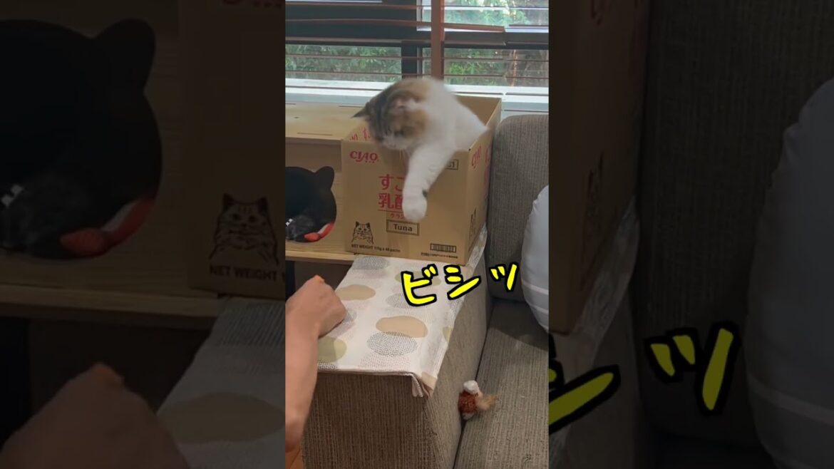 箱の中から飛び出してくる猫 笑 　#猫 #ねこ #cat #かわいい猫 #猫動画 #猫好き #スコティッシュフォールド #猫のいるくらし #かわいい