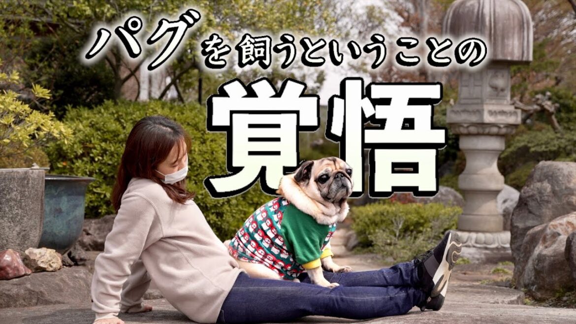 パグを飼うには覚悟が必要/それ以上の魅力3選/かわいいシニアパグとの暮らし/PUG LIFE
