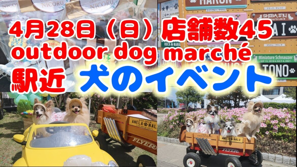 【犬イベント】ついに購入‼️愛犬の◯◯　出店数45店舗のドッグマルシェ　＃海老名＃outdoor dogmarché