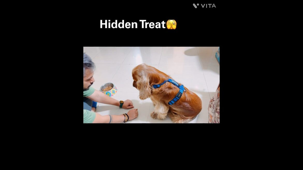 🐾🔍 Mind Reader or Super Sniffer? Oakley’s Mystery Unveiled!#shorts #dog #cockerspaniel