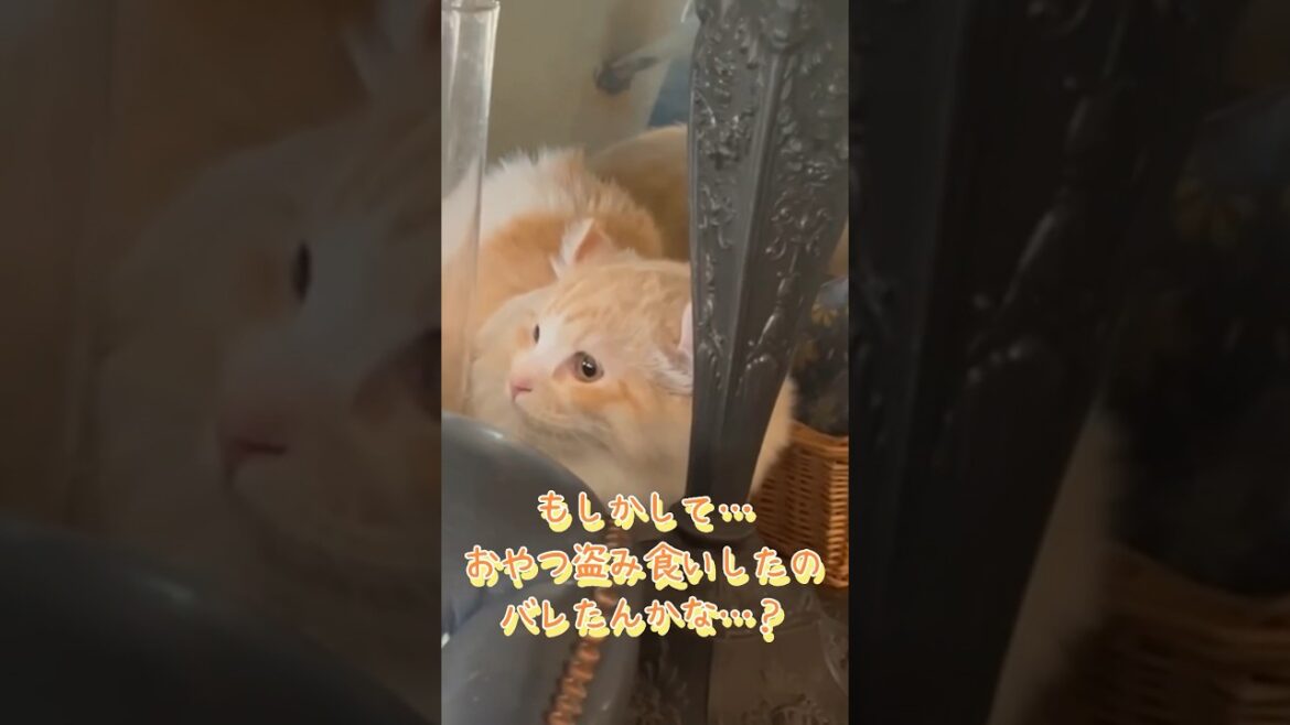 【キンカロー】知らんぷり毛玉猫【マンチカール】