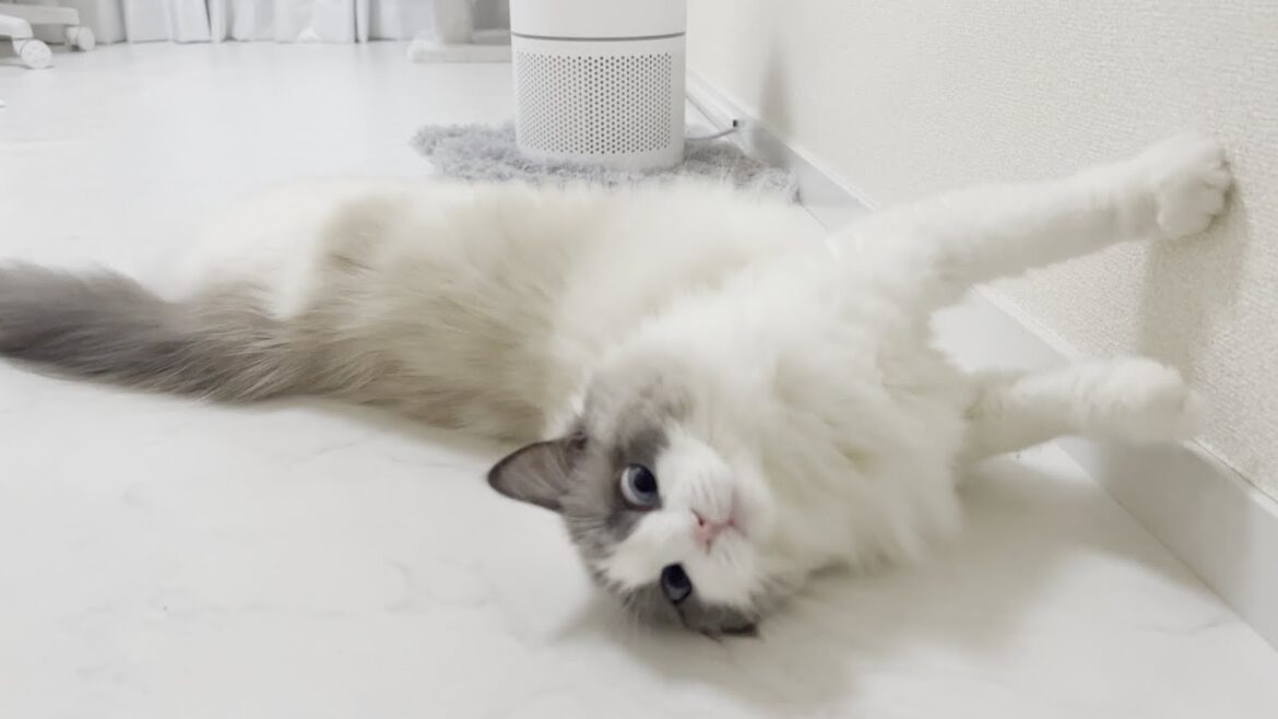 小さい虫を見つけると鳴きながらゴロンしてしまうラグドール猫がかわいすぎたw